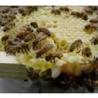Business 1 image A1 PEST KILLERS & BEE REMOVALS Rodent in Cape Town WC