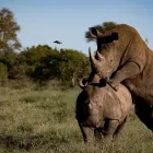 Business 2 image AFRICAN TRAVEL CONSULTANTS Victoria Falls in Cape Town WC