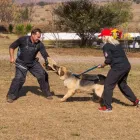 Maatskappy 7 beeld BCI PROTECTION SERVICES (PTY) LTD Training in Roodepoort GP