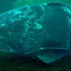 Business 2 image BELLANIQUE JEWELLERY Jewellery in Brakpan GP