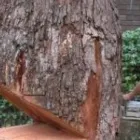 Maatskappy 1 beeld BUDGETTREEFELLERS Tree Felling in Port Elizabeth EC