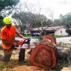 Maatskappy 2 beeld BUDGETTREEFELLERS Tree Felling in Port Elizabeth EC