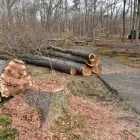 Maatskappy 5 beeld BUDGETTREEFELLERS Tree Felling in Port Elizabeth EC