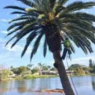 Maatskappy 7 beeld BUDGETTREEFELLERS Tree Felling in Port Elizabeth EC