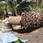 Maatskappy 12 beeld BUDGETTREEFELLERS Tree Felling in Port Elizabeth EC