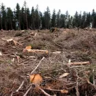Maatskappy 13 beeld BUDGETTREEFELLERS Tree Felling in Port Elizabeth EC