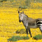 Business 20 image BUSHMANS KLOOF WILDERNESS RESERVE AND WELLNESS RETREAT wilderness reserve south africa in Clanwilliam WC