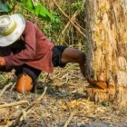 Maatskappy 8 beeld CLUSTER-WEST Tree Felling in Pretoria GP