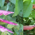 Business 3 image CRYSTAL CLAWZ Swarovski crystal rhinestones south africa in George WC