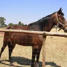 Business 18 image DE STALLEN Tourist Accomodation in Bloemfontein FS