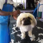 Maatskappy 1 beeld DOGS '4' US Pet Grooming in Cape Town WC