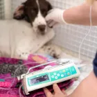 Maatskappy 4 beeld DURBANVILLE ANIMAL HOSPITAL Veterinarian in Durbanville WC