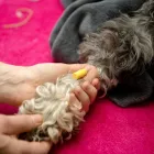 Maatskappy 5 beeld DURBANVILLE ANIMAL HOSPITAL Veterinarian in Durbanville WC