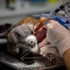 Maatskappy 6 beeld DURBANVILLE ANIMAL HOSPITAL Veterinarian in Durbanville WC