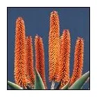 Business 2 image EBRAHIM'S TOURS AND TRAVEL Travel in Johannesburg GP