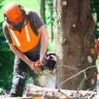Maatskappy 1 beeld ECHO TREE FELLING Tree Rigging in Durban KZN