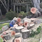 Maatskappy 3 beeld EDEN GARDENS GARDEN SERVICES Tree Felling in Margate KZN