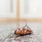 Maatskappy 3 beeld EFEKTO Termite Control in Johannesburg GP