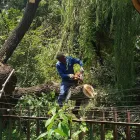 Maatskappy 5 beeld EGM TREE FELLING Trimmings in Benoni GP