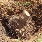 Maatskappy 9 beeld EGM TREE FELLING Trimmings in Benoni GP