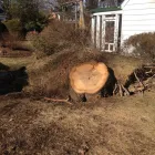 Maatskappy 14 beeld EGM TREE FELLING Trimmings in Benoni GP