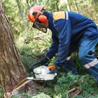 Maatskappy 16 beeld EGM TREE FELLING Trimmings in Benoni GP