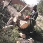 Maatskappy 19 beeld EGM TREE FELLING Trimmings in Benoni GP