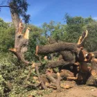 Maatskappy 23 beeld EGM TREE FELLING Trimmings in Benoni GP