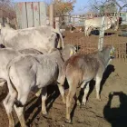 Maatskappy 3 beeld GLOBAL LIVESTOCK FARMS Livestock Handling in Durban KZN