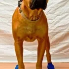 Business 1 image HOLISTICVET Wheelchairs in Cape Town WC