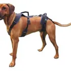 Business 2 image HOLISTICVET Wheelchairs in Cape Town WC