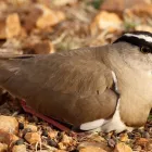 Business 1 image KIEWIET PUBLISHING SA Typesetting in Vereeniging GP