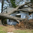 Maatskappy 12 beeld LAWNKING GARDENS® | TREE FELLING & INSTANT LAWN RANDBURG Tree Felling Or Stump Removal in Randburg GP