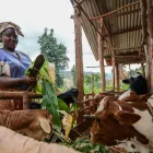 Maatskappy 1 beeld LIFE STYLE FARMERS Agriculture And Livestock in Potchefstroom NW