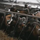 Maatskappy 4 beeld LIFE STYLE FARMERS Agriculture And Livestock in Potchefstroom NW