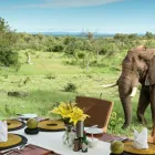 Maatskappy 12 beeld MADIKWE LODGE SOUTH AFRICA Safaris And Operators in Cape Town WC