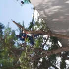 Business 1 image MCTEE TREE FELLING Tree Felling Or Stump Removal in Meyerton GP