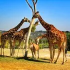 Maatskappy 1 beeld MONATENG SAFARI LODGE Accommodation - Hotels Lodges in Pretoria GP