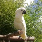 Maatskappy 2 beeld PARROTS SA Yellow Collared Macaws in Benoni GP