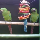 Maatskappy 4 beeld PARROTS SA Yellow Collared Macaws in Benoni GP