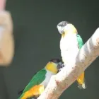 Maatskappy 6 beeld PARROTS SA Yellow Collared Macaws in Benoni GP