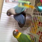 Maatskappy 7 beeld PARROTS SA Yellow Collared Macaws in Benoni GP
