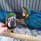 Maatskappy 8 beeld PARROTS SA Yellow Collared Macaws in Benoni GP