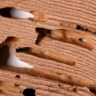 Maatskappy 1 beeld PEST CONTROL MIDRAND Pest Fumigation in Johannesburg GP