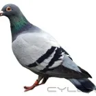 Maatskappy 3 beeld PEST CONTROL MIDRAND Pest Fumigation in Johannesburg GP