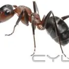 Maatskappy 7 beeld PEST CONTROL MIDRAND Pest Fumigation in Johannesburg GP