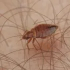 Maatskappy 3 beeld PEST CONTROL PORT ELIZABETH-SLATE PEST CONTROL Pest Control in Port Elizabeth EC