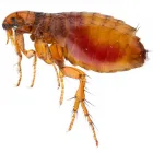 Maatskappy 1 beeld PEST CONTROL PORT ELIZABETH-SLATE PEST CONTROL Pest Control in Port Elizabeth EC