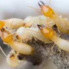 Maatskappy 8 beeld PEST CONTROL PORT ELIZABETH-SLATE PEST CONTROL Pest Control in Port Elizabeth EC