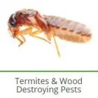 Maatskappy 3 beeld PEST CONTROL SPECIALISTS (PRETORIA CENTRAL & NORTH) Pretoria North Pest control specialists in Centurion GP